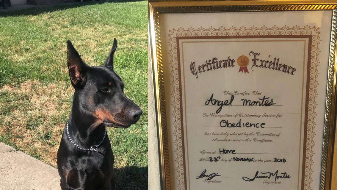 Bà ngoại thương chó cưng, tự tay làm bằng khen động viên chú vì thi trượt trong trường thú cưng