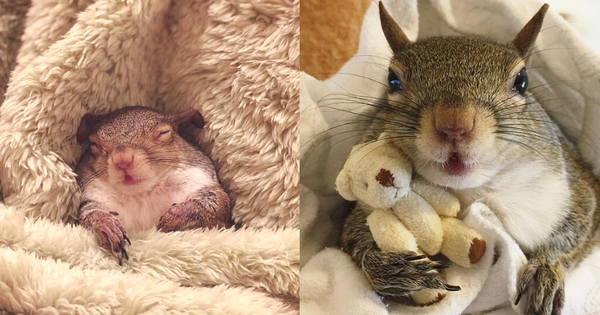 Như truyện cổ tích: Sóc nhỏ bị trận siêu bão cuốn bay mái nhà lạc vào gia đình tốt bụng, cuối cùng sống hạnh phúc bên... gấu nhồi bông