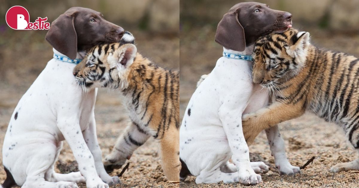 TÌNH BẠN CẢM ĐỘNG GIỮA CHÚ CÚN VÀ HỔ CON BỊ MẸ BỎ RƠI