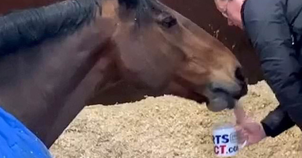 Con ngựa đòi hỏi nhất năm: Sáng ra phải được uống trà sữa mới chịu đi làm