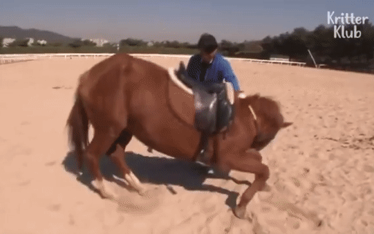 Con ngựa đòi hỏi nhất năm: Sáng ra phải được uống trà sữa mới chịu đi làm 2