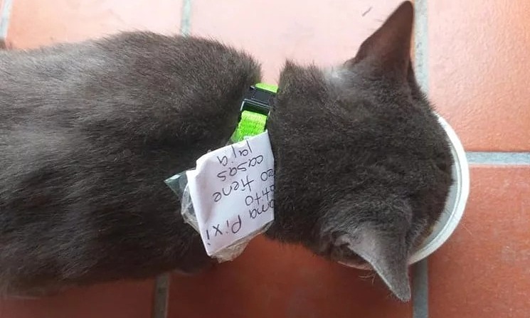 Gia đình phát hiện con mèo sống 'hai mặt'