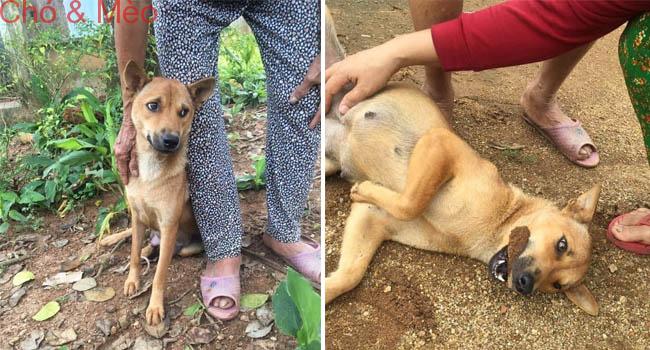 Lúc nhỏ nhỡ cắn vào bà, Cậu Vàng tự giác ngậm viên đá mỗi khi nô đùa để tránh “vui quá đà” mà cắn bậy