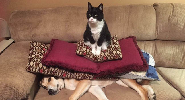 Boss và những khoảnh khắc làm "mẹ thiên hạ" trong nhà nhưng không một "con sen" nào dám phàn nàn