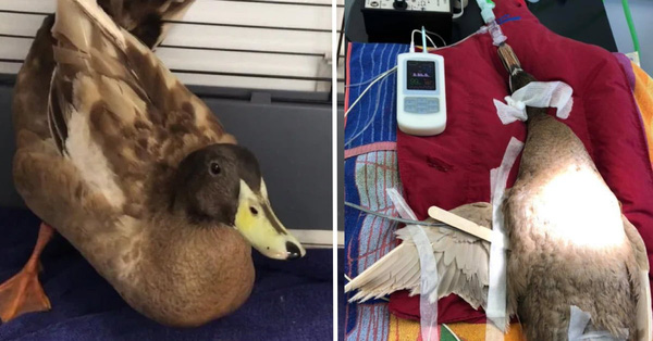 Vịt nghiện "ấy" bị triệt sản vì đòi đạp mái 10 lần/ngày đến nỗi "của quý" bị nhiễm trùng