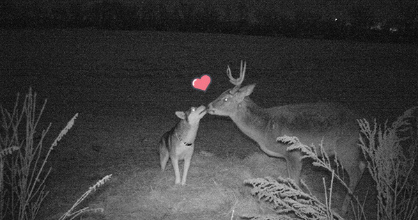 Góc đáng yêu: Cô chó husky "dạt nhà theo trai", chạy vào rừng để hẹn hò với một cậu nai đực hoang dã