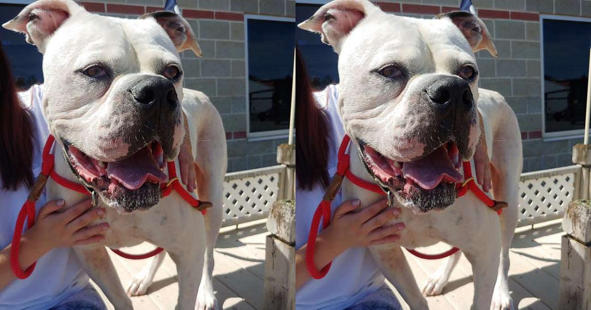 Hình ảnh chú chó buồn bã trong lồng sắt khi chủ nhân đi không trở lại, thu hút hơn 3.000 chia sẻ