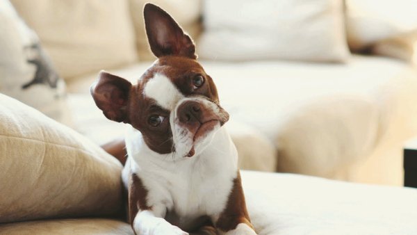 Từ 01/01/2020, cấm đánh đập, hành hạ, bỏ đói chó, mèo