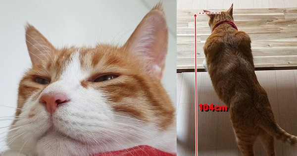 "Boss" mèo nặng 9,4kg quá to béo vạm vỡ, được tài trợ bao nhiêu đồ xịn mà mặc không vừa khiến "sen" than trời