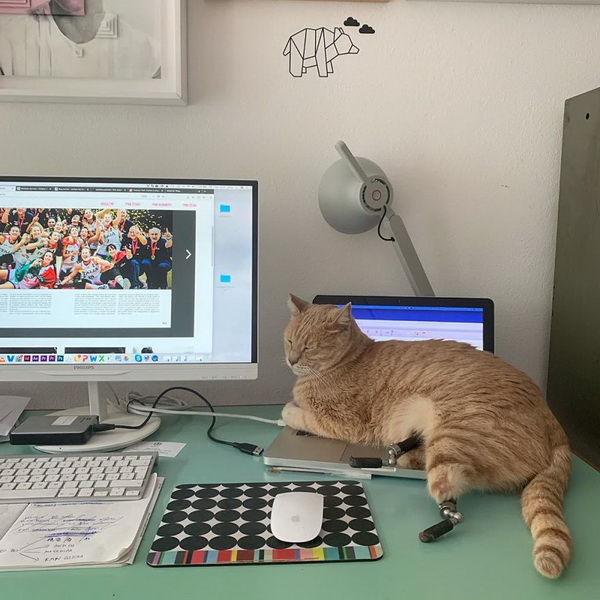 Bé mèo đốn tim cộng đồng mạng với 2 chân giả đáng yêu và vui vẻ chơi đùa