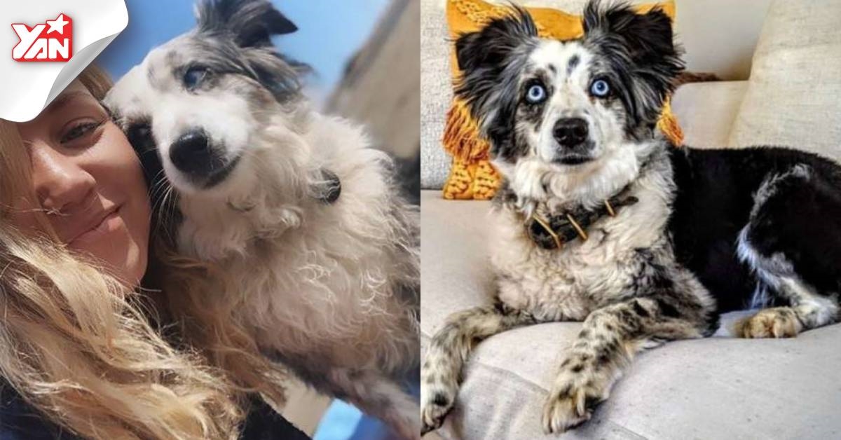 Cô gái thuê cả máy bay tìm chó lạc, treo thưởng tới 160 triệu đồng