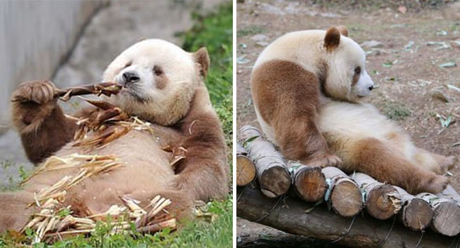 Gấu trúc màu nâu duy nhất trên thế giới bị “bắt nạt” đã được nhận nuôi