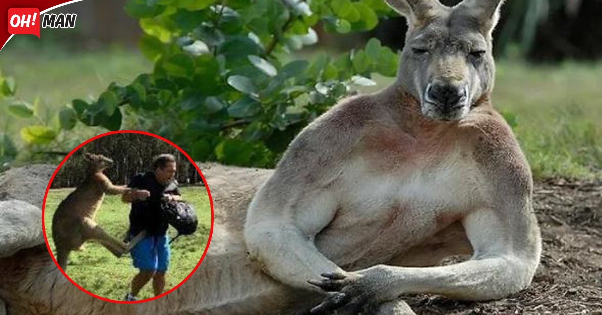 Kangaroo vạm vỡ 1,8m: Hành hung 3 người, phá nát 1 thị trấn
