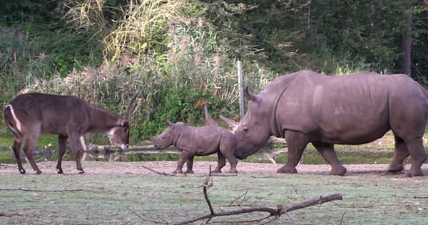 Cậy có mẹ bảo kê, tê giác con đi cà khịa đánh nhau với tất cả anh em động vật trong sở thú