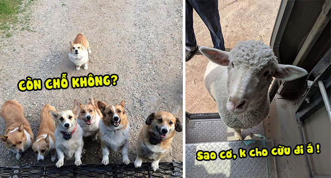 Anh em shipper bên Mỹ lập hẳn group Facebook về những chú chó mà họ gặp hàng ngày khi đang giao hàng