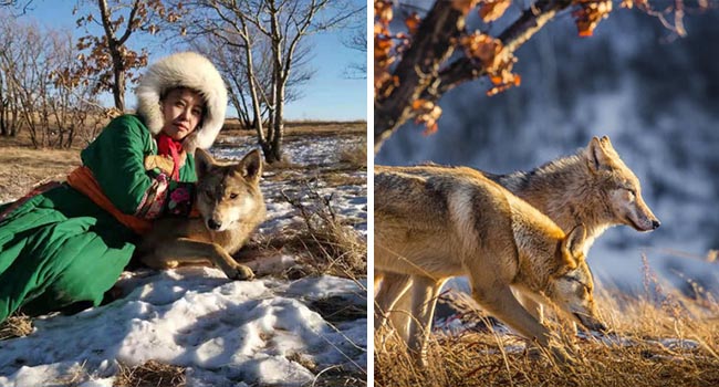 Cô gái Mông Cổ với dàn pet độc 8 con sói, 3 bạn trai đều đòi chia tay vì sợ cãi nàng sẽ bị ăn thịt