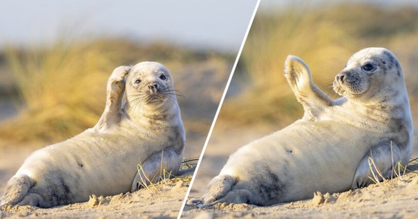 Nàng hải cẩu gây sốt vì thần thái hút hồn, tự tin đưa tay vẫy chào và tạo dáng trước camera như người mẫu chuyên nghiệp