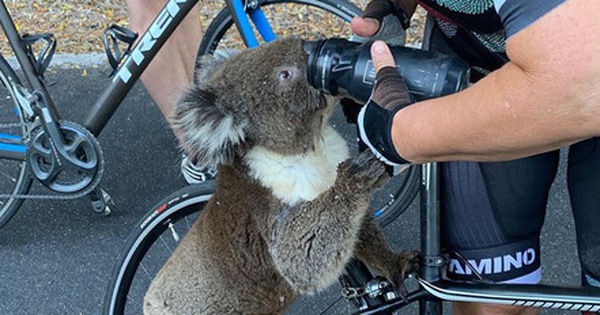 Úc: Kiệt quệ vì nắng nóng, chú gấu túi leo luôn lên xe đạp của người lạ để xin nước uống, một hơi tu sạch cả bình