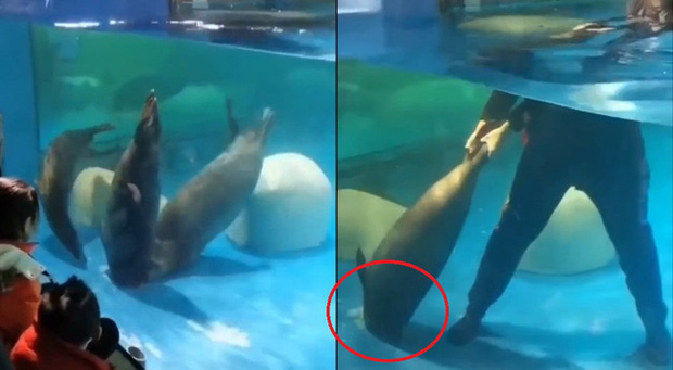 Tự mở nắp cống thoát nước, hải cẩu bị hút xuống rồi tử vong thương tâm trước mặt du khách