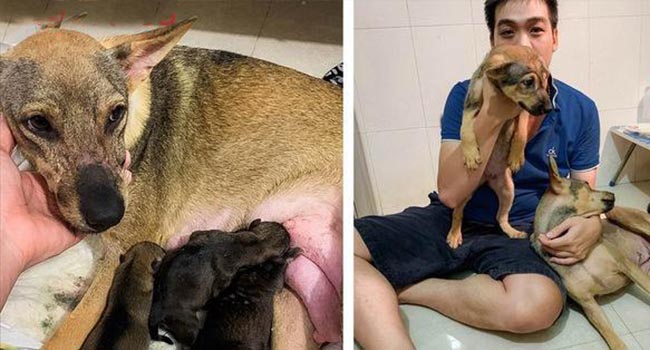 Thoát khỏi lò mổ, chú chó dũng cảm cứu sống đàn con trong bụng Thoát khỏi lò mổ, chú chó dũng cảm cứu sống đàn con trong bụng