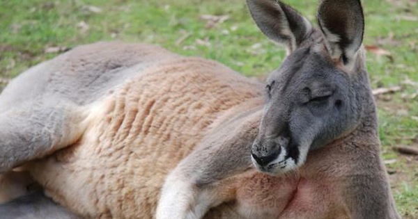 Con kangaroo hồn nhiên vào nhà dân ăn vụng rồi còn đấm người đến mức phải nhập viện vì gãy cổ tay