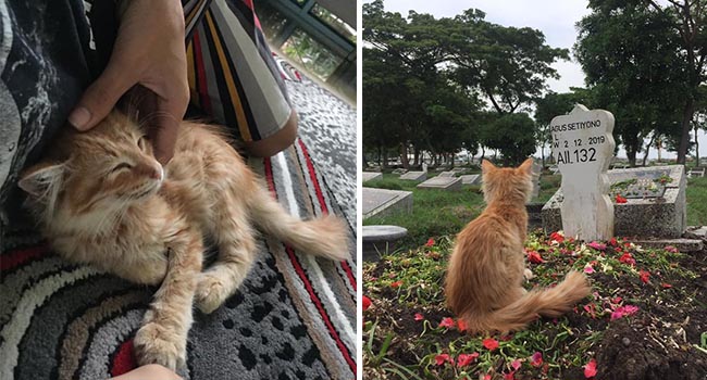 Sau cái chết của chủ nhân, chú mèo chán sống bỗng dưng hồi phục nhờ điều kỳ diệu này