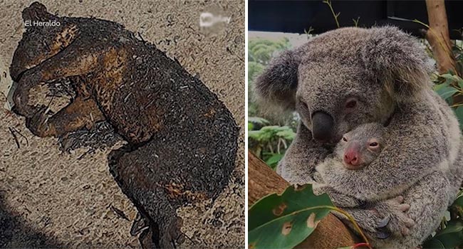 Vì sao gấu koala không thể thoát thân trong thảm họa cháy rừng?