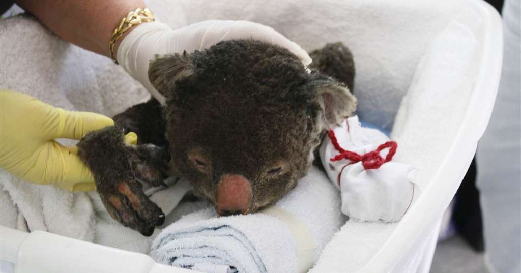 Người dân Úc phát động phong trào may găng tay cho gấu túi bị thương trong đám cháy rừng