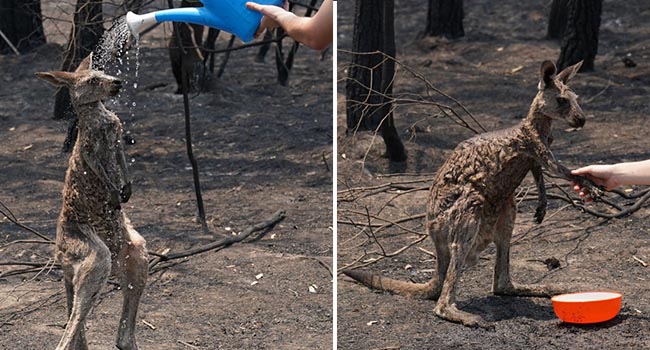 Khoảnh khắc chú chuột túi nhỏ mình đầy vết thương, ánh mắt cầu xin con người hãy giúp đỡ sau thảm họa cháy rừng ở Úc gây chấn động