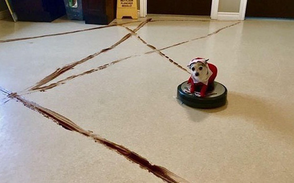 Chớ dại dùng robot hút bụi nếu nhà nuôi chó mèo, nếu không sẽ lãnh hậu quả kinh dị