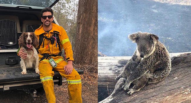 “Nàng chó triệu đô” dũng cảm lao vào đám cháy dữ dội để giải cứu những con gấu koala bị mắc kẹt trong đợt cháy rừng kinh hoàng ở Úc