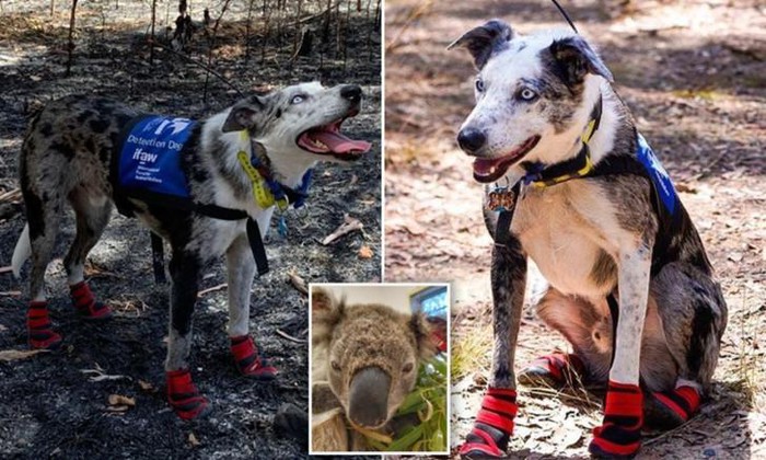 CHÚ CHÓ DŨNG CẢM LAO VÀO BIỂN LỬA GIẢI CỨU HÀNG LOẠT BẠN KOALA GẶP NẠN TRONG CH ÁY RỪNG Ở ÚC..!?