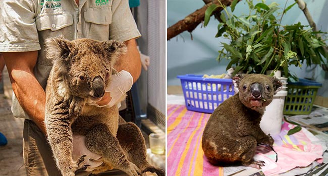 Nhà không còn, Gấu Koala sẽ sống sót ra sao sau vụ cháy rừng ở Australia