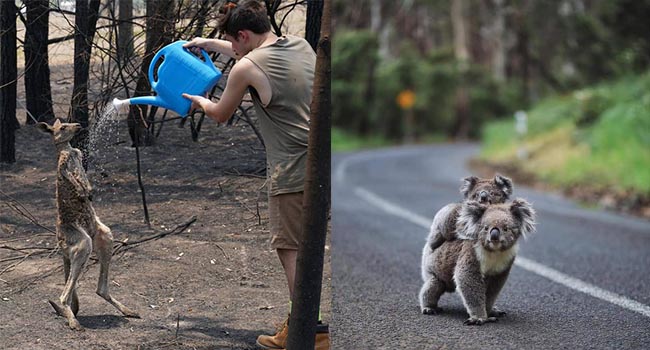 Những tin tức mát lòng giữa bão lửa kinh hoàng, thắp sáng thêm niềm tin và sự lạc quan cho người dân Úc