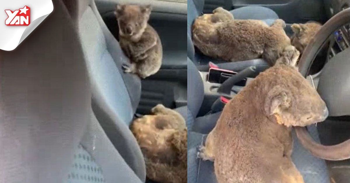 Chàng trai cho 20 gấu Koala đi nhờ xe, cứu sống khỏi đám cháy tại Úc