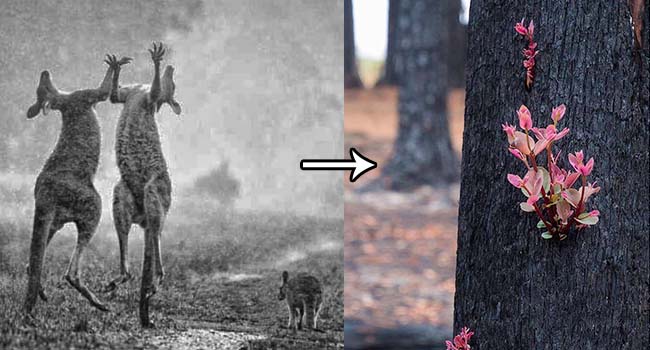 Sau cơn mưa, những cánh rừng bị thiêu rụi ở Úc bất ngờ “hồi sinh”