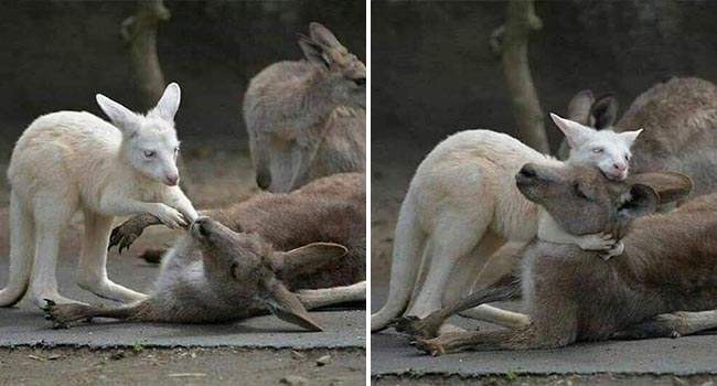 Bức ảnh chú Kangaroo cố gắng lay mẹ dậy trong đám cháy rừng tại Úc và sự thật phía sau