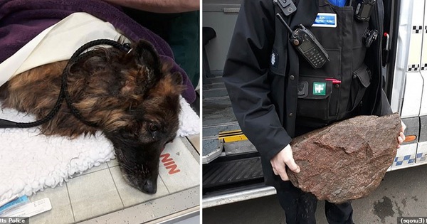 Bị chủ nhân buộc đá vào chân thả xuống sông, chú chó tội nghiệp vật lộn cố ngoi lên mặt nước để giữ mạng sống