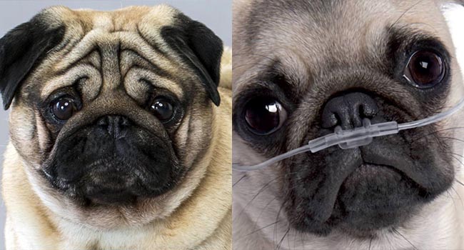 Chó Pug: Đằng sau vẻ dễ thương là tấn bi kịch mua vui cho loài người