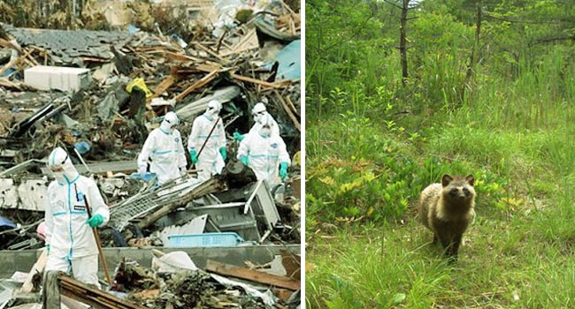 Phép màu giữa khu rừng phóng xạ của Fukushima và minh chứng cho câu: Chỉ cần con người không tới, thiên nhiên sẽ tự biết cách tồn tại