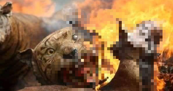 Loạt hình ảnh tràn lan trên MXH về đại thảm họa cháy rừng ở Úc: Giải cứu kangaroo, cô bé và bức tường lửa... đều không phải là thật