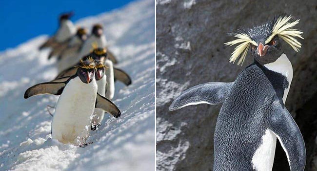 Chim cánh cụt – Một xã hội đầy tệ nạn