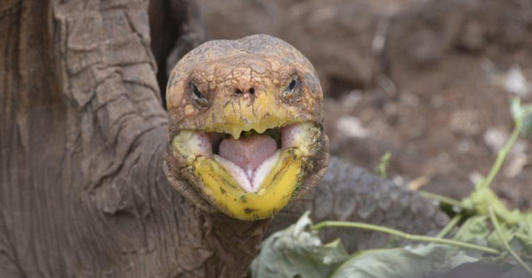 Cụ rùa trăm tuổi làm chuyện ấy nhiều đến nỗi cứu cả giống loài khỏi tuyệt chủng, nửa thế kỷ đẻ 800 đứa con