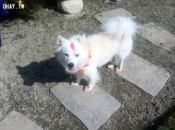 Ngày hội đặc biệt để cảm ơn loài chó ở Nepal