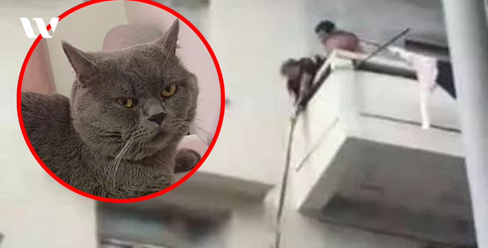 GÓC NGẢI CỨU: ÔNG BÀ DÙNG DÂY BUỘC CHÁU THẢ XUỐNG BAN CÔNG TẦNG DƯỚI...ĐỂ CỨU MÈO