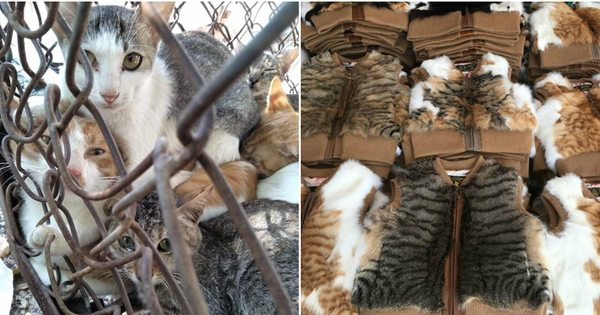 Nở rộ ngành công nghiệp lông mèo tàn bạo tại Trung Quốc khiến hàng trăm nghìn người yêu động vật thế giới xót xa