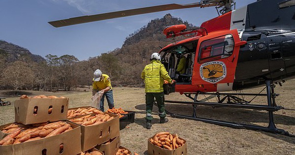 Úc: "Mưa" cà rốt và khoai lang cứu đói động vật bị cháy rừng