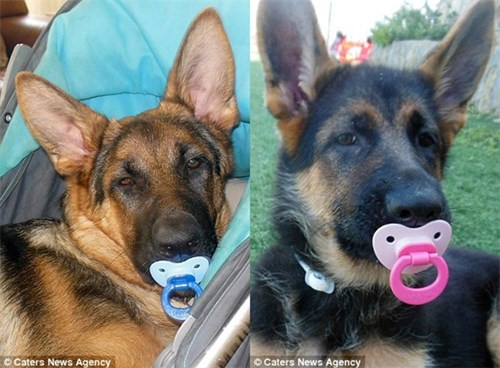 Chú cún tưởng mình là trẻ con, mê ngậm ti giả và bú bình