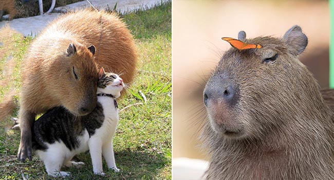 Chỉ mong đời thật an nhiên và yên bình như chuột lang béo ú: Thân thiện như hoa hậu hoàn vũ, giao lưu từ đầu gấu cho tới hiền lành trong giới động vật