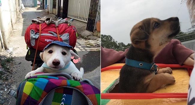 TẾT ĐẾN RỒI – Cư dân mạng hài hước chia sẻ ảnh mang thú cưng về quê ăn Tết